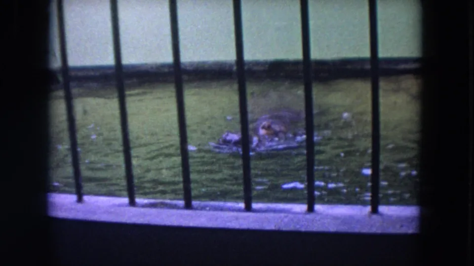 A hippopotamus moves through the green-tinted zoo tank in 1972 Colby, Wisconsin home-movie footage.
