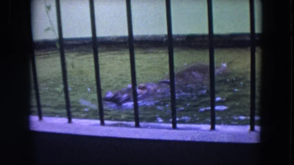 Closer visitor-shot view of the hippopotamus swimming behind vertical bars at the Colby, Wisconsin zoo in 1972.