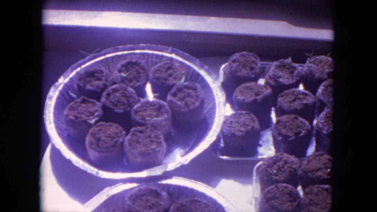 Peat pots filled with soil sit in aluminum pie plates and trays by a bright window.