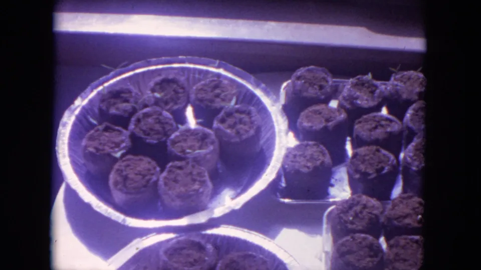 1972 Racine home-movie frame showing peat pots of soil arranged in aluminum containers on a sunny indoor windowsill.