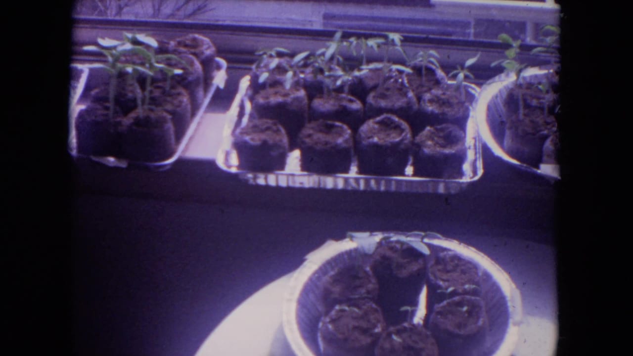 Small seedlings sprout from peat pots arranged in trays near a window.