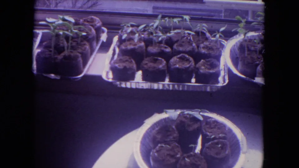 Young seedlings appear in peat pots on aluminum trays in this 1972 Racine indoor gardening time-lapse frame.