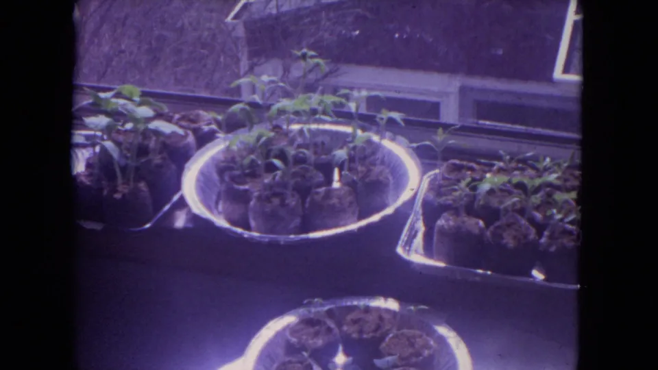 A wider 1972 Racine frame shows multiple containers of seedlings grouped on a sunlit indoor windowsill.