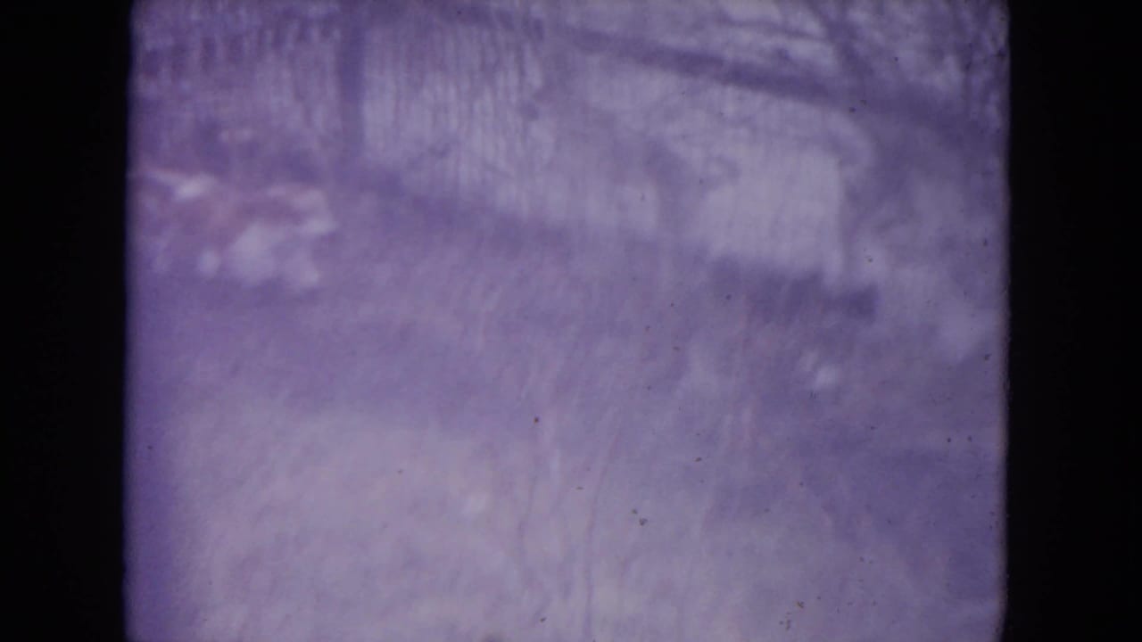 Soft purple-tinted view of a yard and fence with a blurred dog at left.