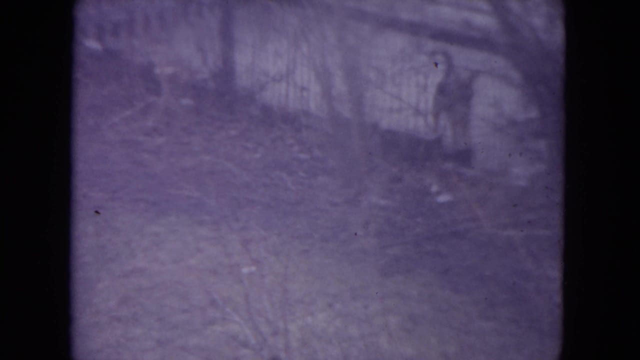 Grassy fenced yard with faint shrubs and no clearly visible people.