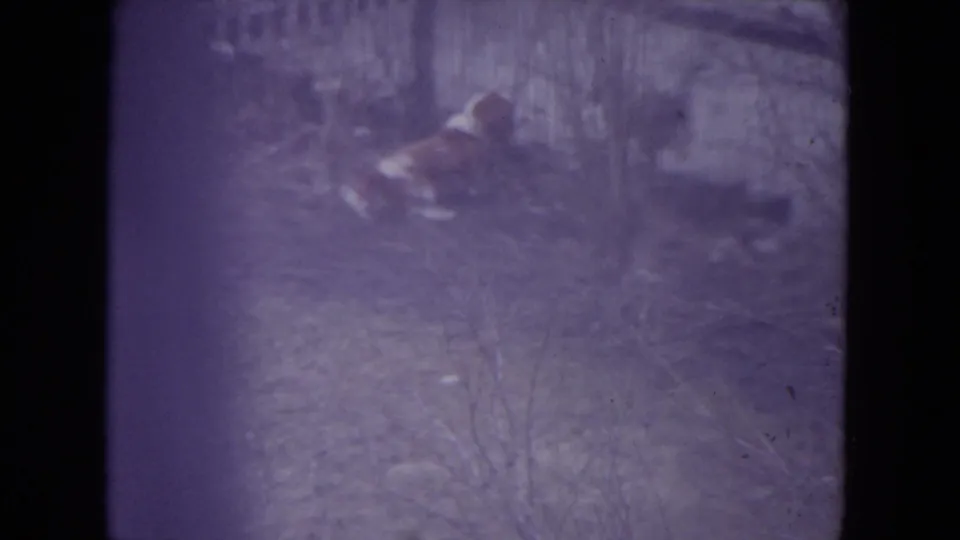 1972 Racine 8mm frame with a brown-and-white dog moving through a fenced grassy yard.