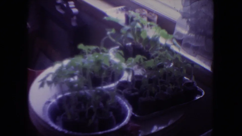 1972 Racine home-movie frame showing small potted green plants on an indoor windowsill.