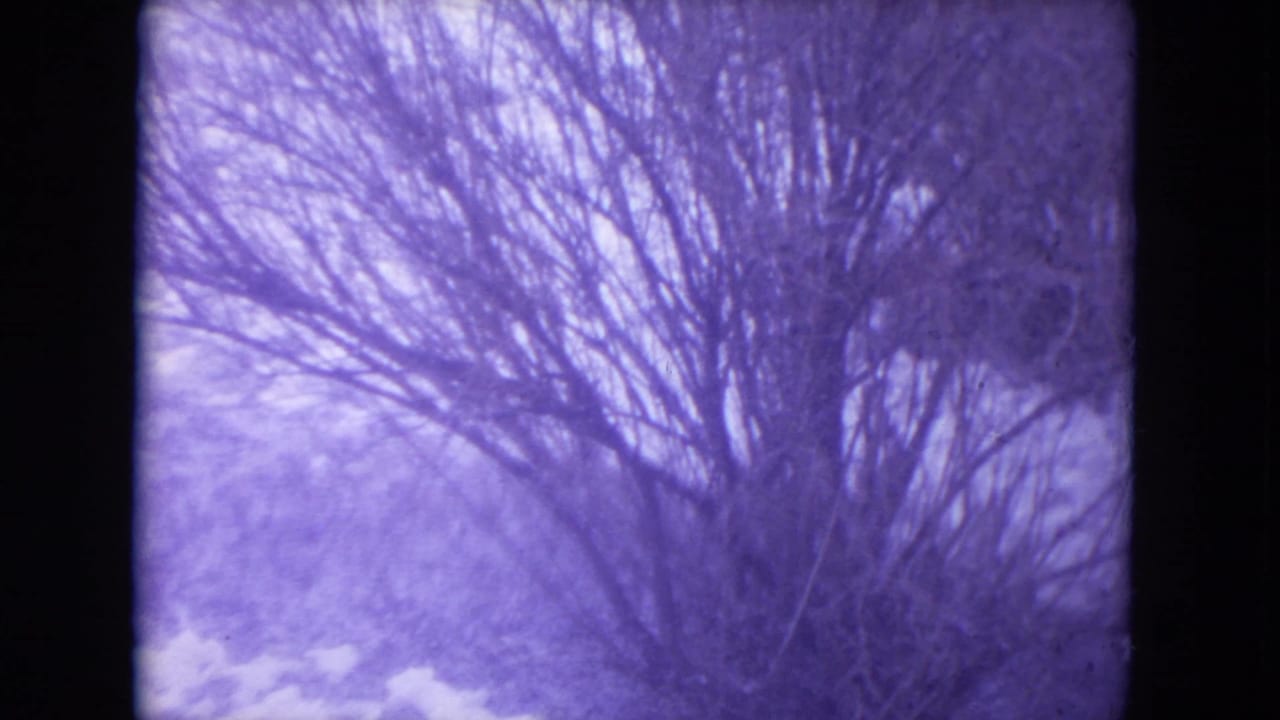 Bare winter tree and snow outside a window, tinted purple by the film scan.