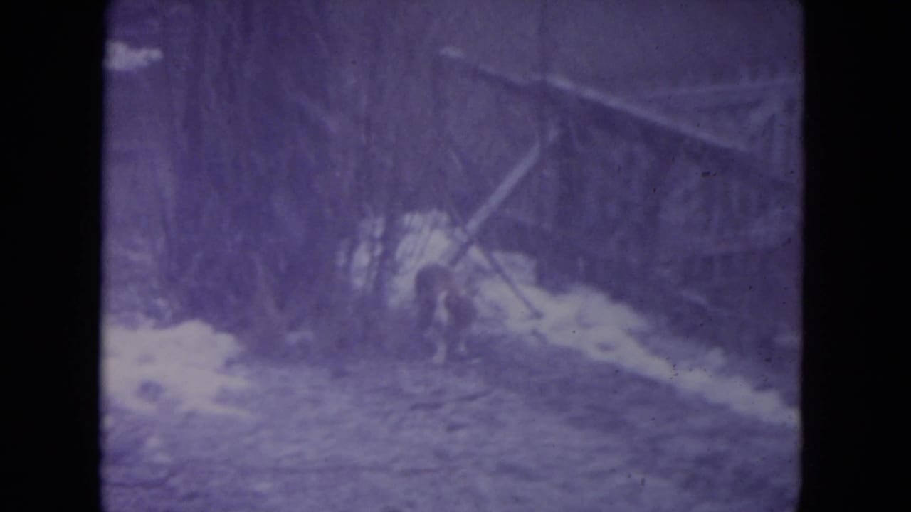 Dog moving near snow and brush beside a fence.