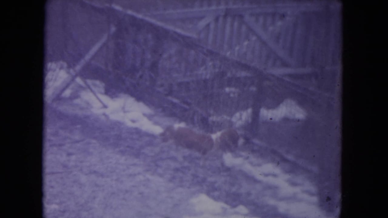 Small dog sniffs near a snow-dusted fence line in a winter yard.