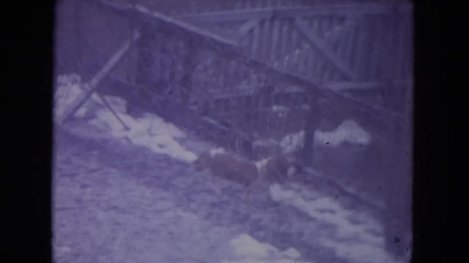 Small dog moves along a snowy fence line in Racine, Wisconsin 8mm home-movie footage from 1972.