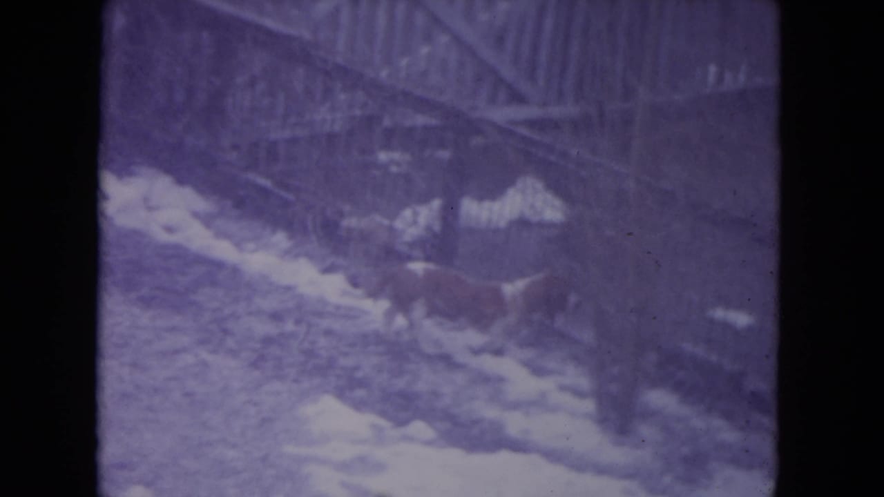 A small dog sniffs near the fence in a snow-dusted Racine backyard, seen in soft purple-tinted 8mm footage.