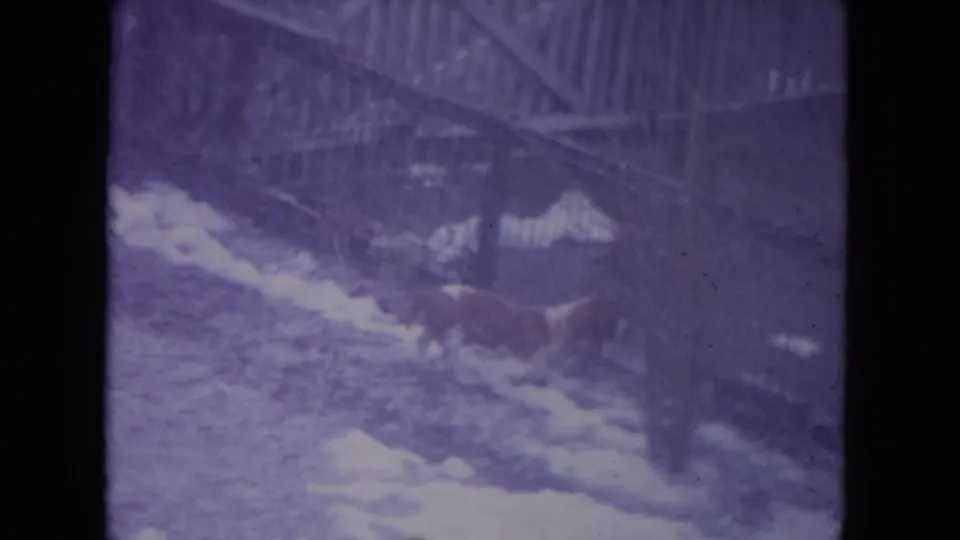 A small dog sniffs near the fence in a snow-dusted Racine backyard, seen in soft purple-tinted 8mm footage.