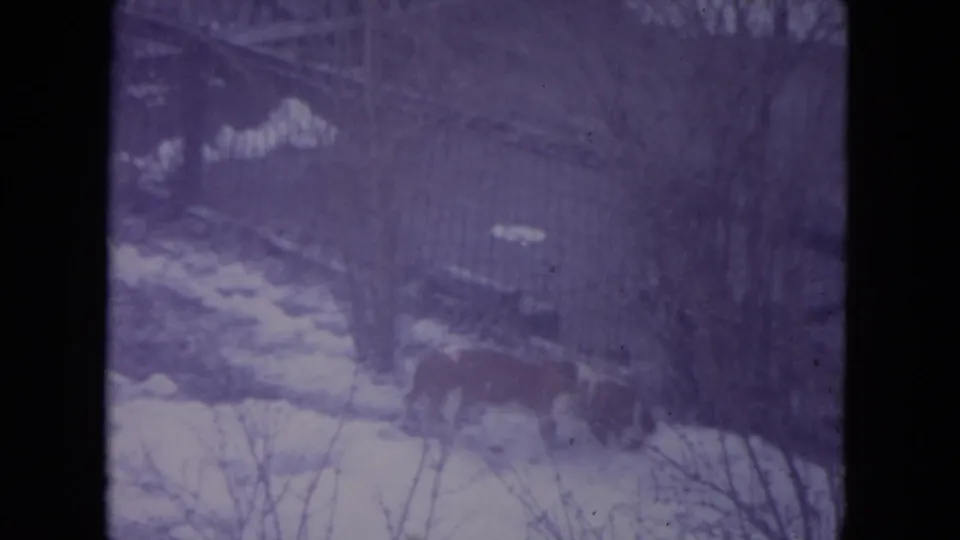 Small dog pauses near a wooden fence with snow patches and bare winter growth in 1972 Racine home-movie footage.