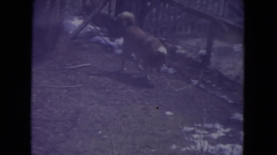 A larger dog lowers its head in the snow-dusted Racine backyard, with fencing and scattered branches behind it.
