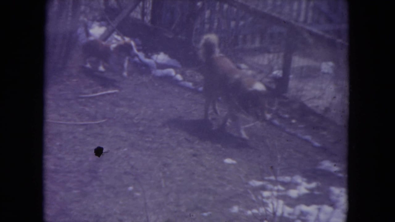 Two dogs walk through a snowy Racine, Wisconsin backyard in 1972 home-movie footage with soft 8mm color and grain.