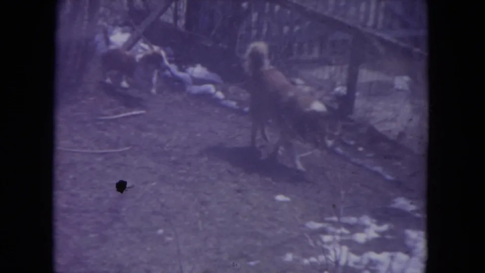 Two dogs walk through a snowy Racine, Wisconsin backyard in 1972 home-movie footage with soft 8mm color and grain.