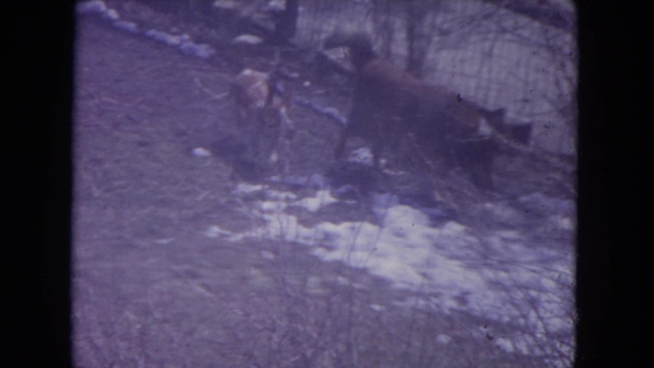 A brown dog pauses in the snowy yard as a darker dog remains closer to the fence in this 1972 Racine home movie frame.