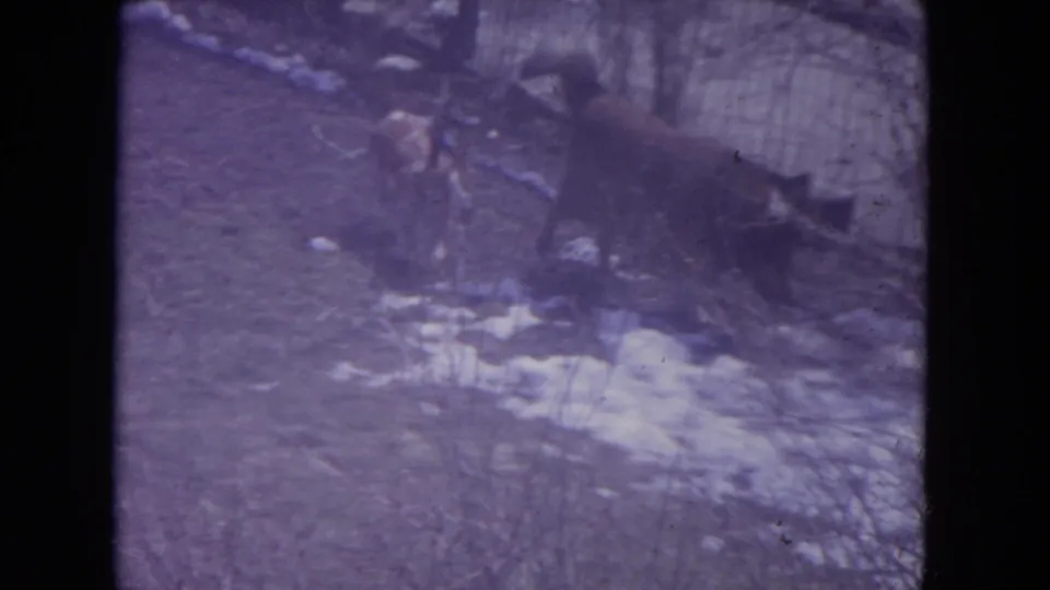 A brown dog pauses in the snowy yard as a darker dog remains closer to the fence in this 1972 Racine home movie frame.