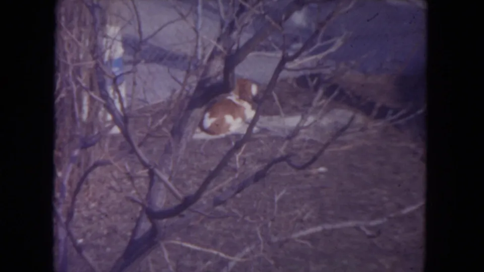 A brown and white dog stands or lowers itself among bare branches in the snowy Racine backyard, seen through soft 8mm footage.