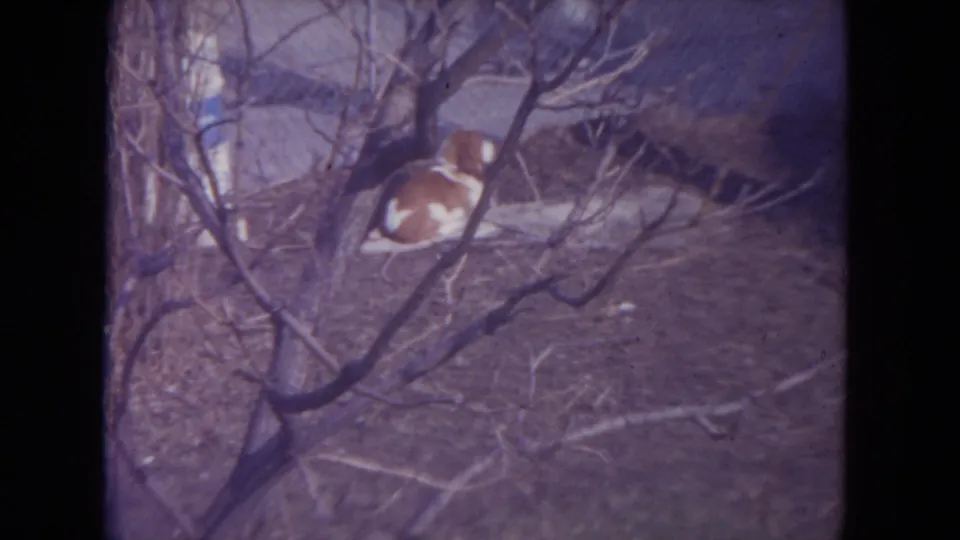 A brown and white dog lies or crouches under leafless branches in the snowy backyard at the end of the 1972 Racine clip.