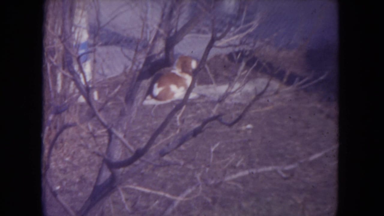 Brown and white dog sitting in a yard behind bare tree branches.