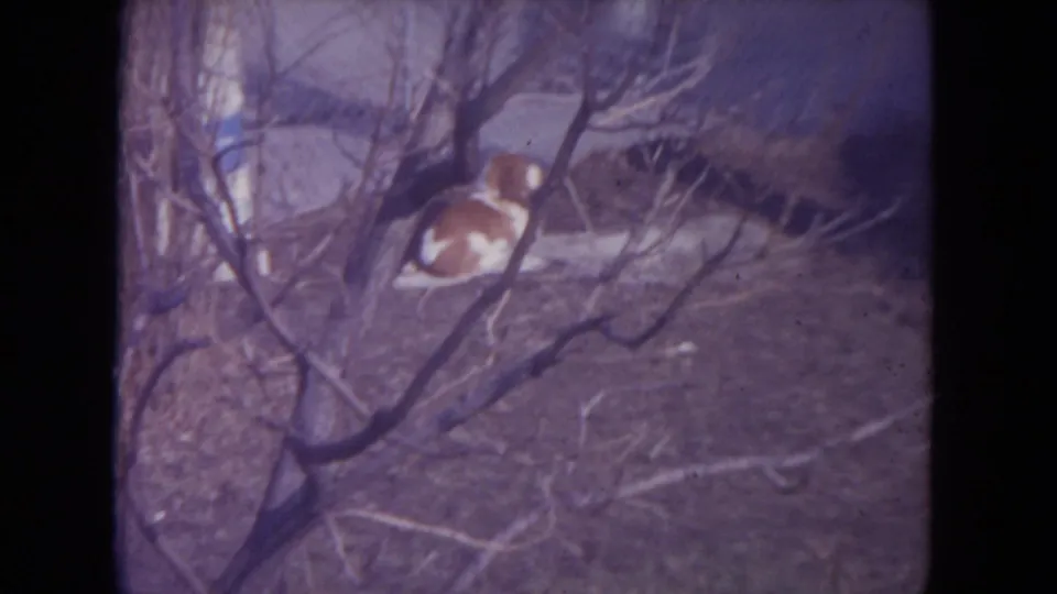 A brown and white dog sits in a Racine, Wisconsin yard in 1972, partly obscured by leafless branches.