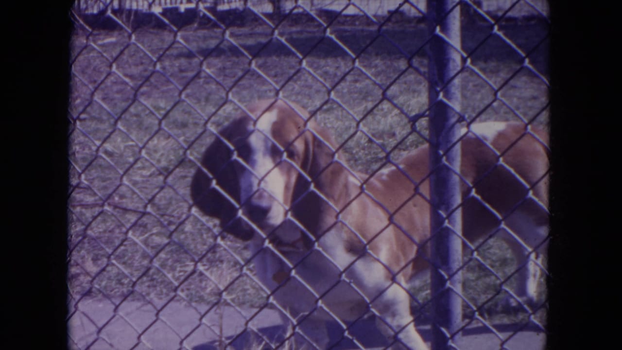 Basset Hound standing behind a chain-link fence in a yard.