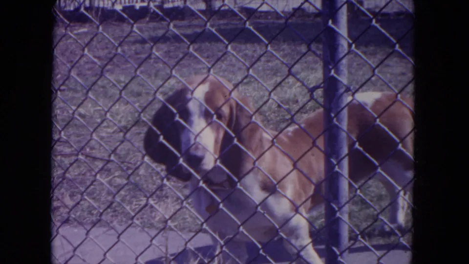 Basset Hound behind a chain-link fence in 1972 Racine, Wisconsin home-movie footage.