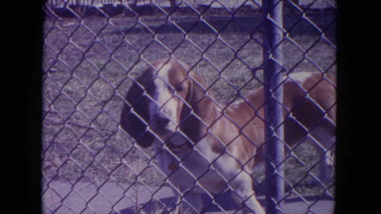 Basset Hound seen through a chain-link fence beside a vertical post.