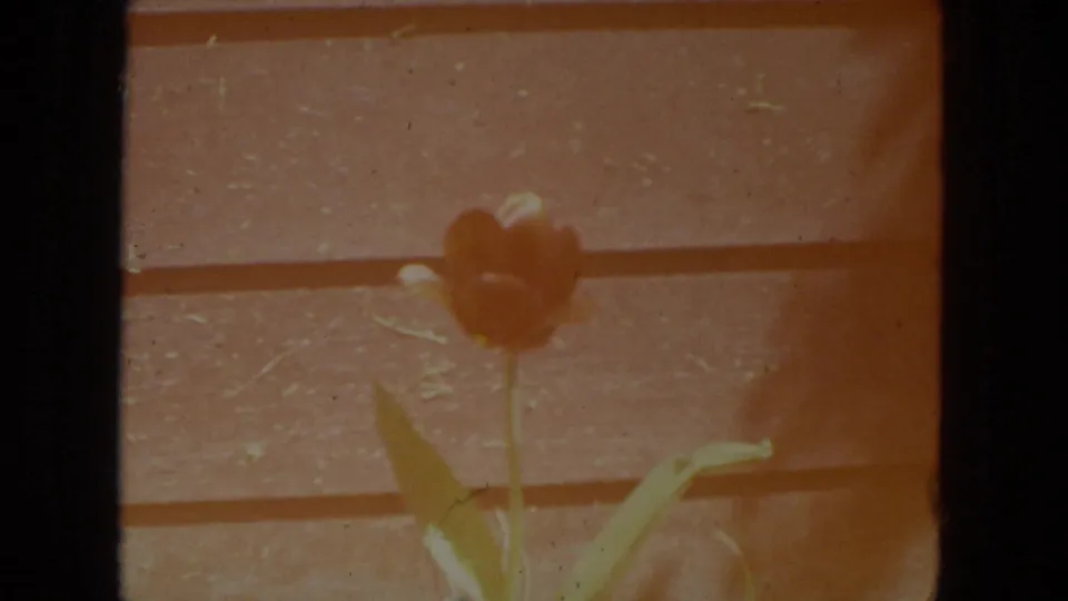 Close Racine 1972 home-movie view of a yellow flower in front of horizontal wooden siding, with warm fading and visible grain.