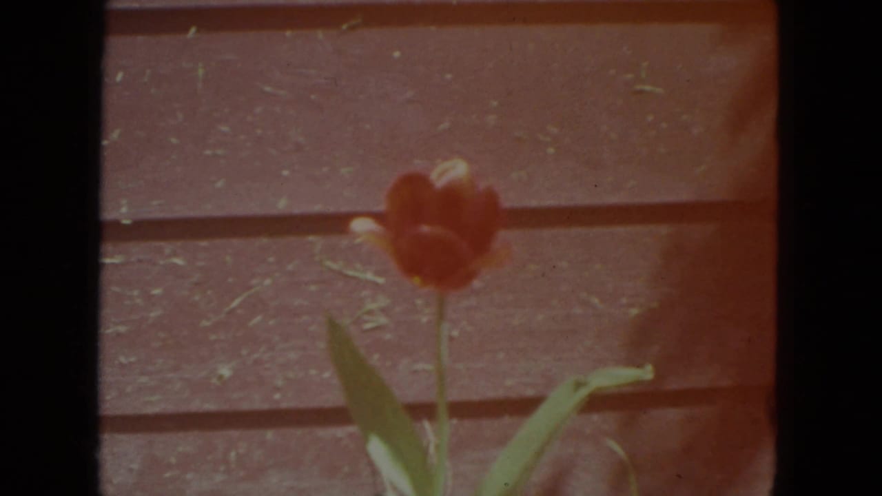Red tulip in soft focus against a brown wooden fence or siding.