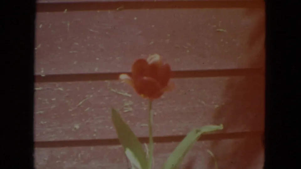 1972 Racine 8mm frame showing a red tulip stem and leaves before brown wooden fencing or siding.