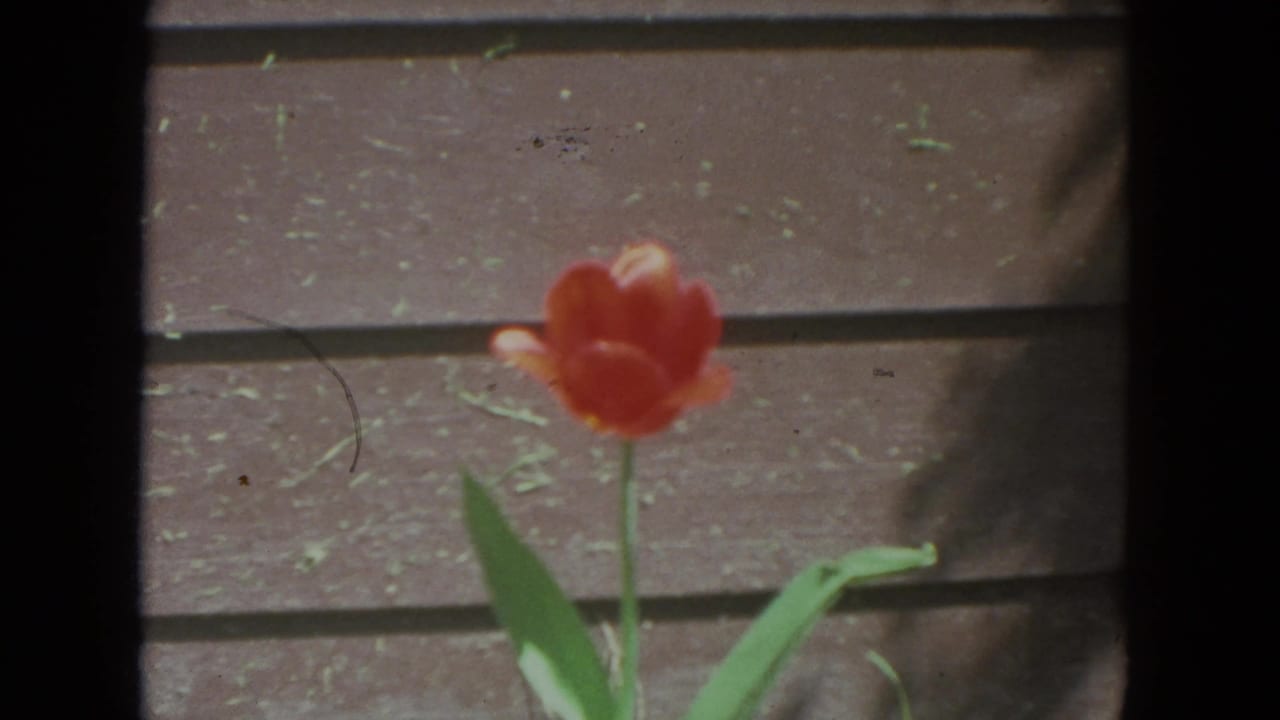 Red tulip centered before brown horizontal wooden boards.