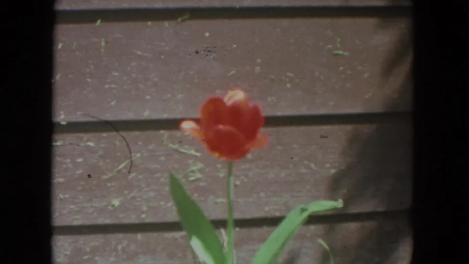 1972 Racine 8mm view of a red tulip and green leaves framed against weathered brown wood.