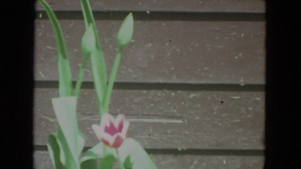 1972 Racine 8mm frame with a pink tulip, tall leaves, and unopened buds in front of brown wooden boards.