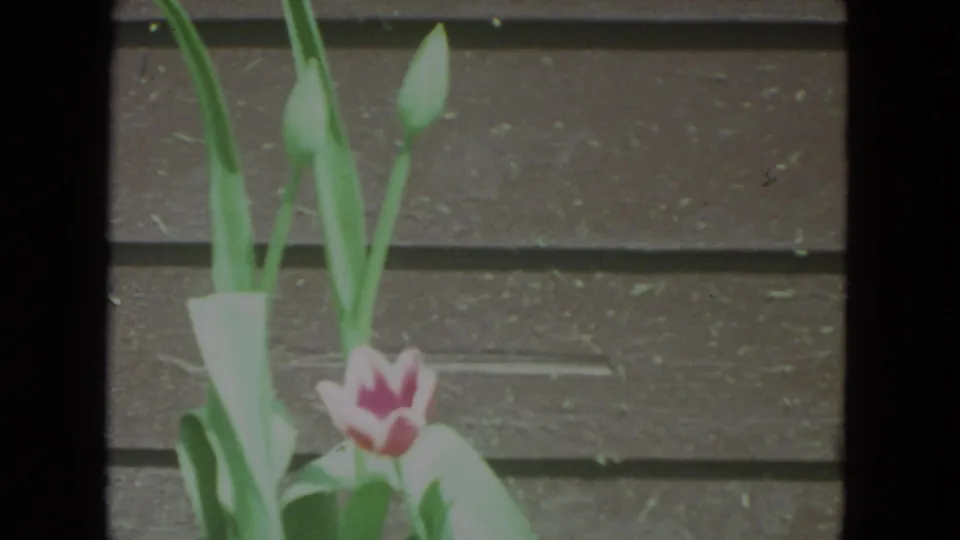 1972 Racine 8mm garden frame showing a pink tulip and several green buds before a wooden fence or siding.