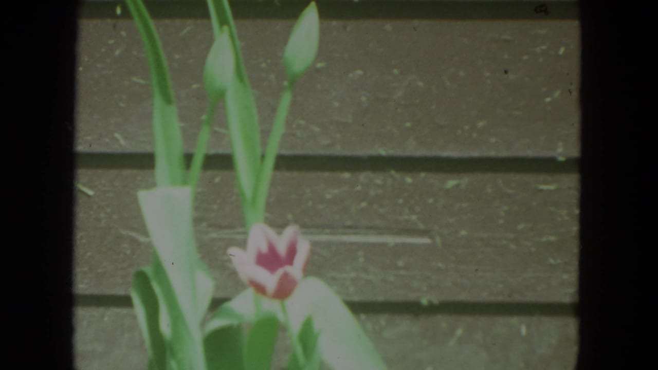 Pink tulip and green leaves beside wood siding.