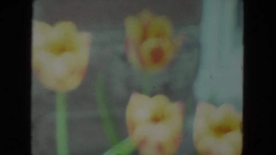 Soft-focused yellow tulips sway before a wood-sided house in 1972 Racine home-movie footage.