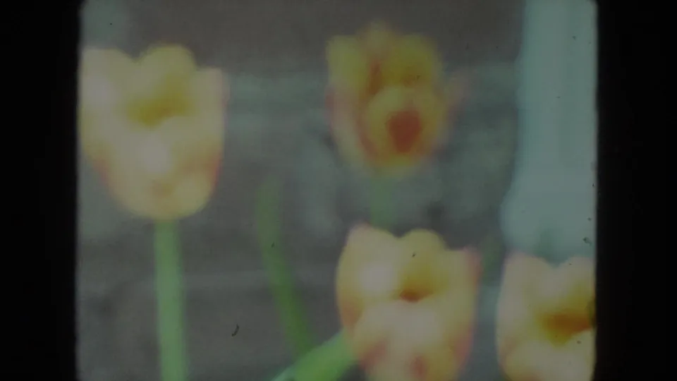A blurred 8mm frame of yellow tulips and green stems against residential siding in Racine, Wisconsin.