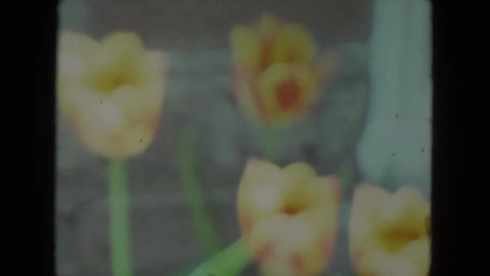 Yellow tulips fill the soft 8mm frame near a house exterior at the end of the 1972 Racine clip.