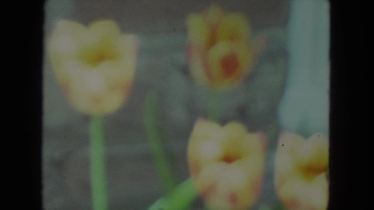 Soft-focus yellow flowers with green stems against a dark background.