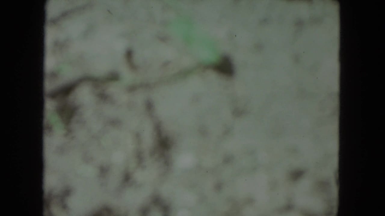 Abstract grainy frame from the 1972 Racine 8mm clip, showing a pale surface with dark marks and a faint green smudge.