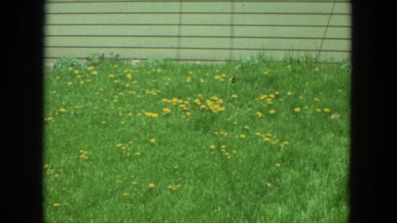 Green lawn with scattered yellow dandelions and light siding behind a dark window frame.