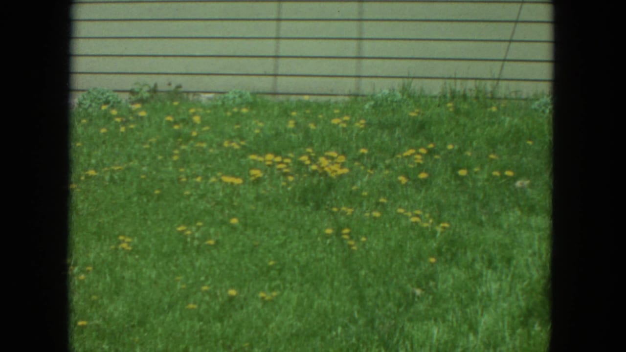 Dandelions dot a green lawn with horizontal house siding in the background.