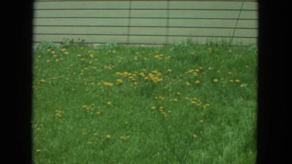 A 1972 Racine yard view shows yellow dandelions in grass, framed by dark window edges and light siding beyond.