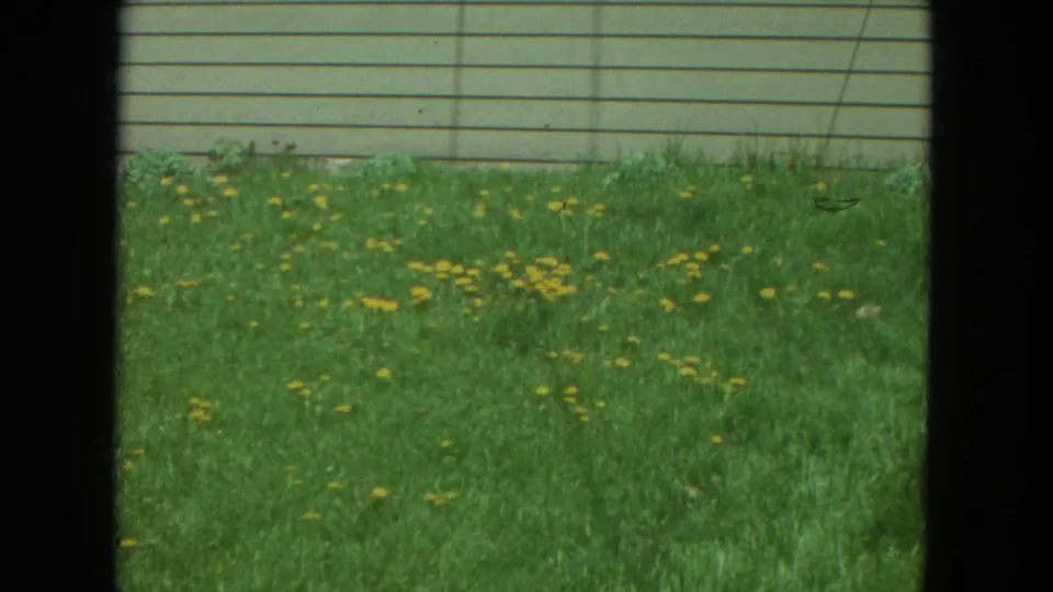 The home-movie view stays on the Racine lawn, showing dandelions in grass below pale horizontal house siding.