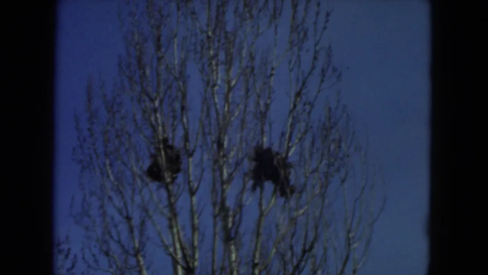 Final 1972 Racine frame shifts upward to bare tree branches silhouetted against a saturated blue sky.