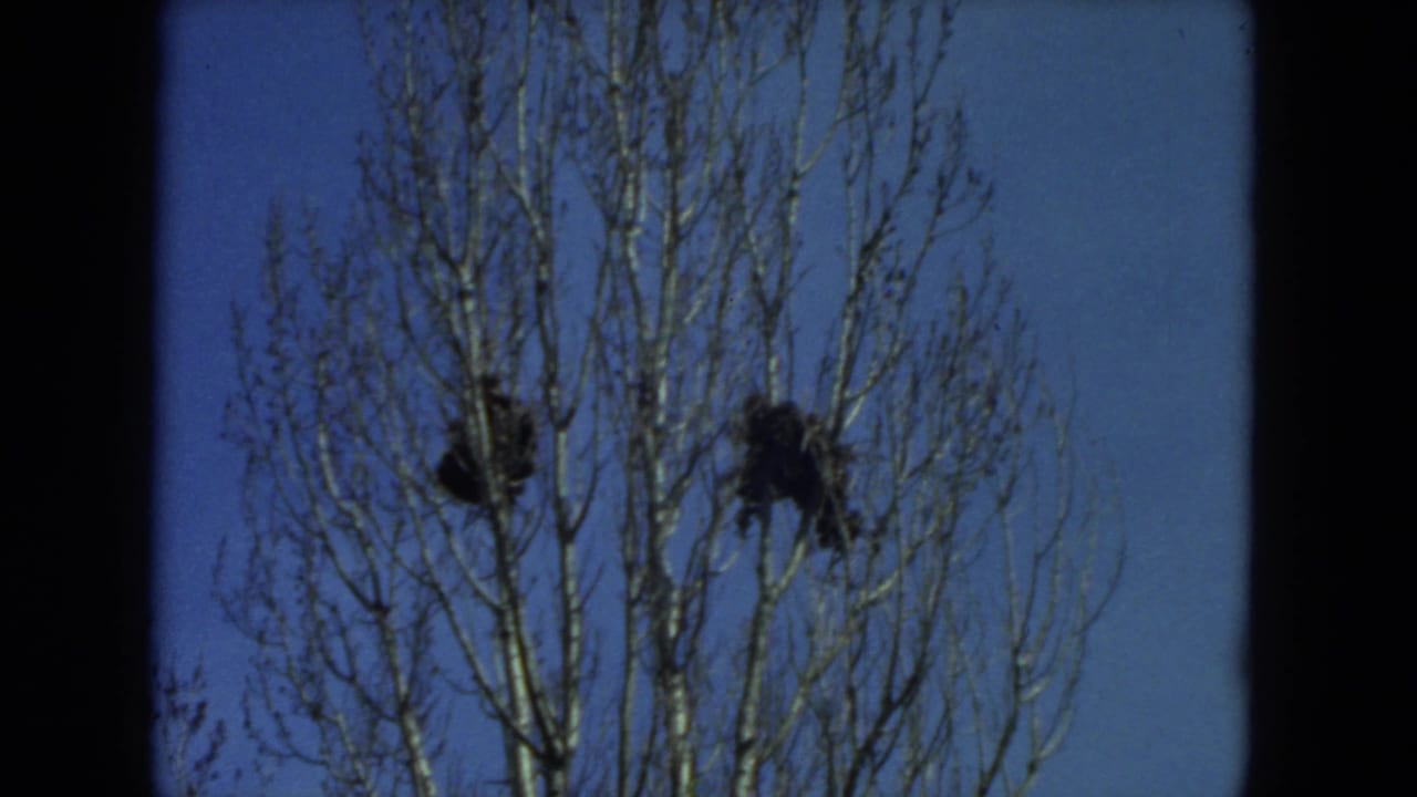 Bare tree branches with dark clustered growth against a blue sky.