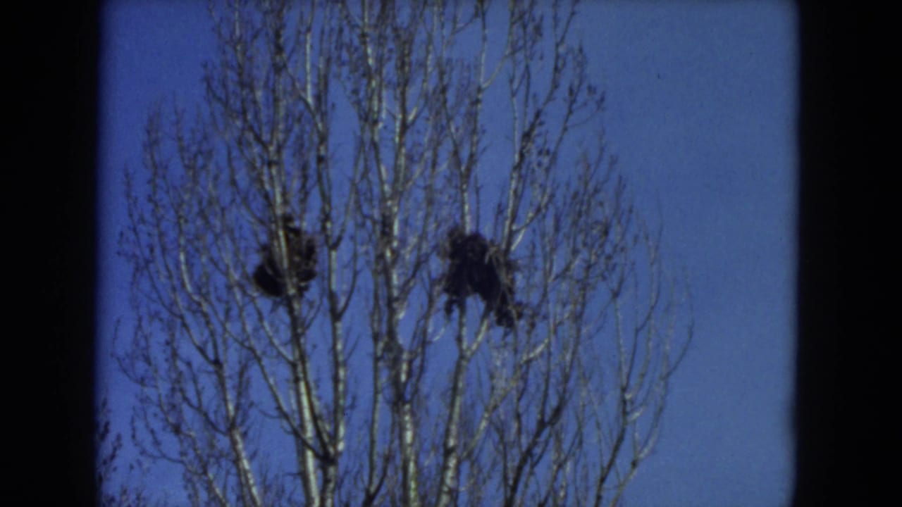 1972 Racine, Wisconsin 8mm frame of a bare treetop holding two dark clusters against a saturated blue sky.